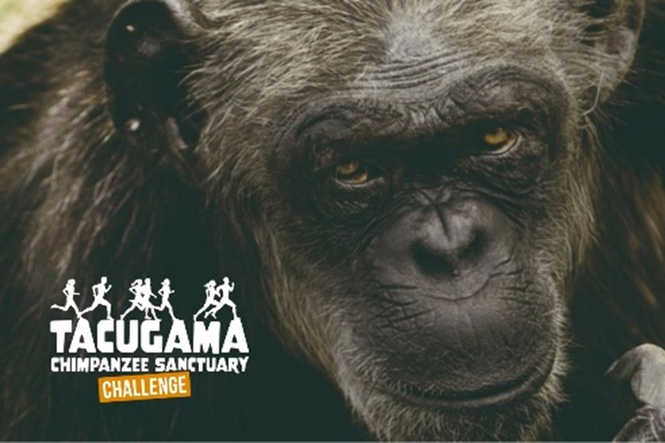 Tacugama Chimpanzee Sanctuary CHALLENGE