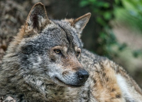 CORSO ENR - Uomini e animali: vivere e lavorare insieme