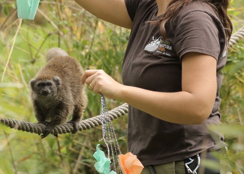 Programma internazionale sulla conservazione e gestione degli zoo