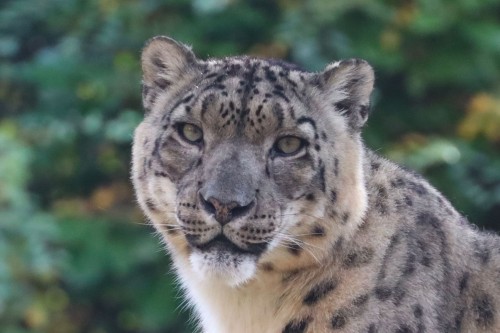 Progetto Leopardo delle Nevi 