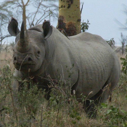 The Price of Poaching